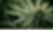 CBD, CBN, CBG—What the Hemp Do They All Mean?