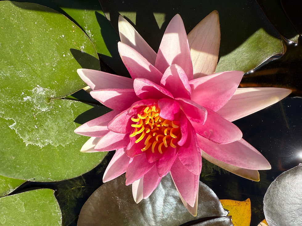 Morning Sound Bath + Reiki