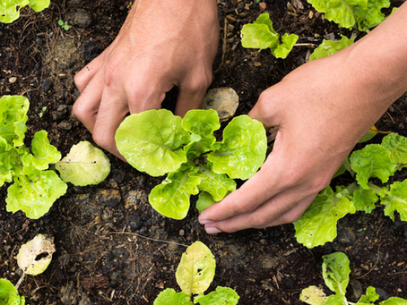 An Organic Home Garden