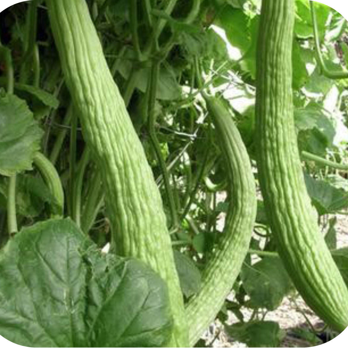 Cucumber: Striped Armenian