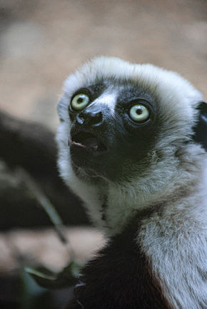 Sifaka
