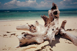 Island Driftwood