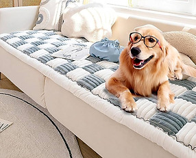 couchdog.jpeg