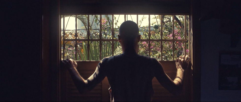 Se os pássaros falassem