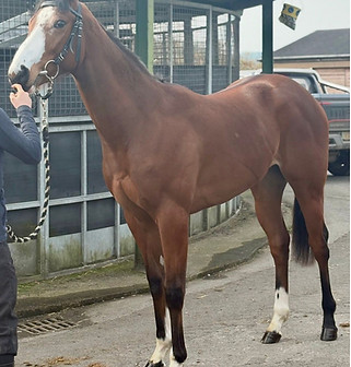 bungle inthejungle x speckled hen