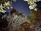 Corona Borealis Nightly