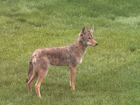 Rare Visitors