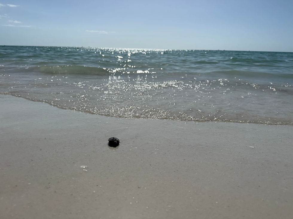 baby turtle_8649
