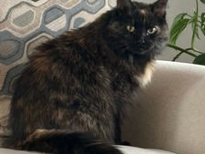 Missing Cat