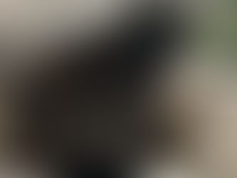 Missing Cat