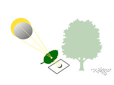projection hole -leaf, tree, crescents.1.jpeg