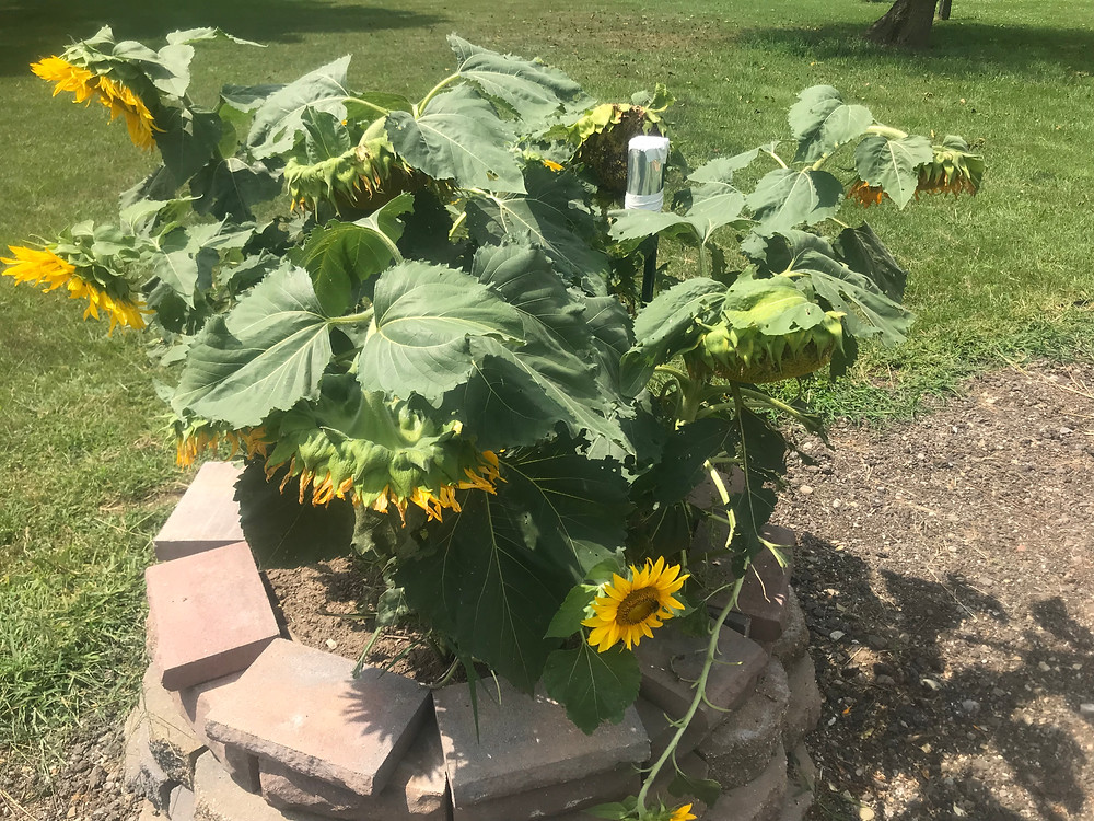 Solargraph can amongst sunflowers.
