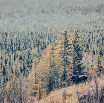 Isle Royale Dispatch
