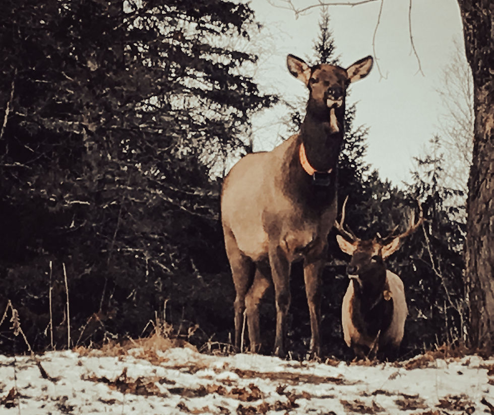 Collared cow elk with bull just behind.
