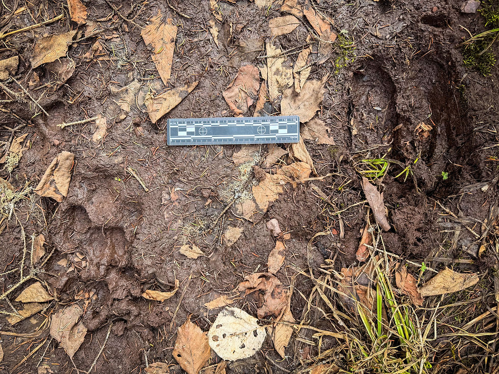 Fresh tracks from the previous night—moose and wolf heading in the same direction.