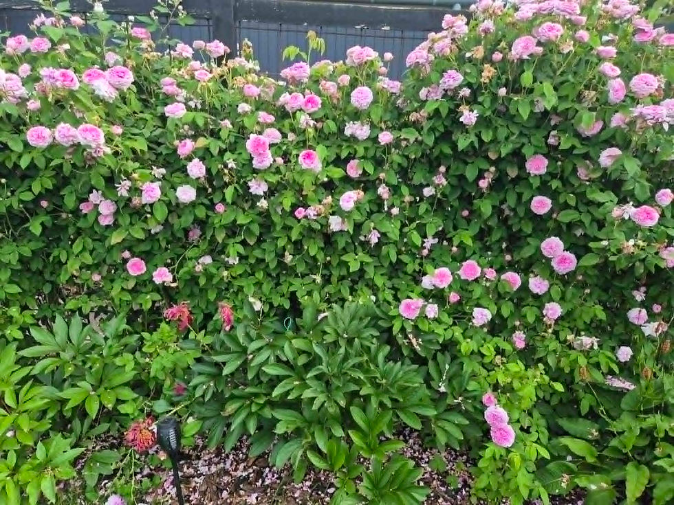 1b6a1ad8-a4a8-45be-bd6e-0487f1d8ef47.jpg