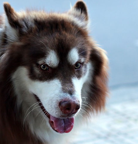 Ce que vous devriez savoir sur les problèmes mentaux de chiens