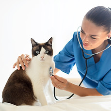 veterinaire laeka santé