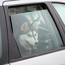 dog who suffers forgets in a hot car