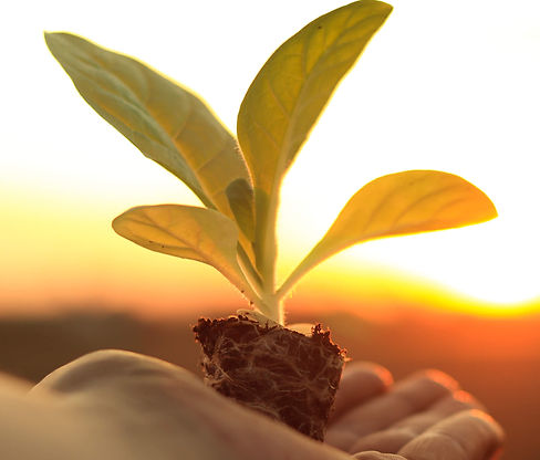 Hand of Thai agriculturist holding young of green tobacco in Beautiful sunrise in the fiel