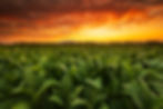 View of young green tobacco plant in field at Sukhothai province northern of Thailand.jpg
