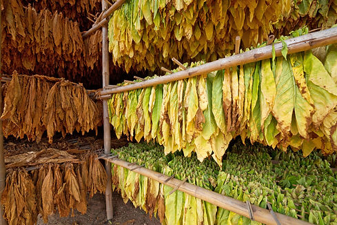 Tobacco leaves drying in the shed. copia.jpg