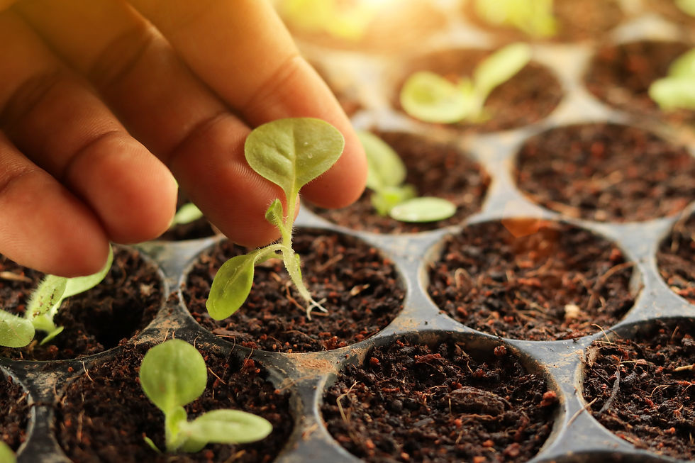 Saplings preparing for planting tobacco seedlings green leave of tobacco, tobacco season a