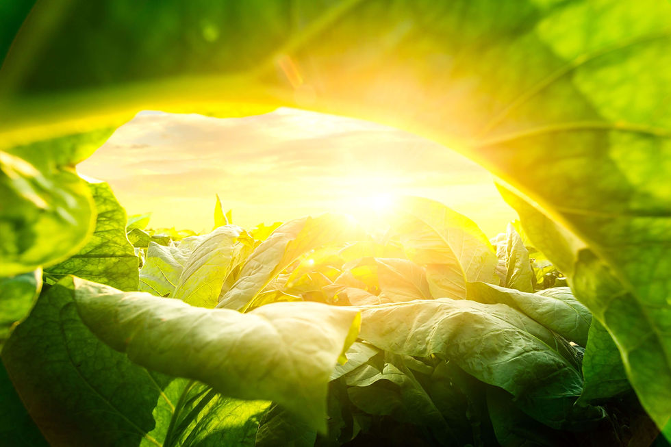 Tobacco leaf tree field concept, tobacco planting garden agriculture farm in country, gree