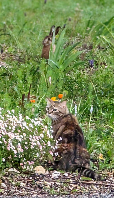 een kat ontmoet een konijn
