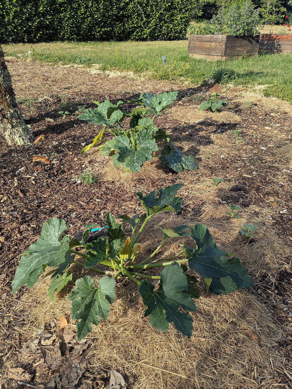 des courgettes dans le potager collectif du clos barrat