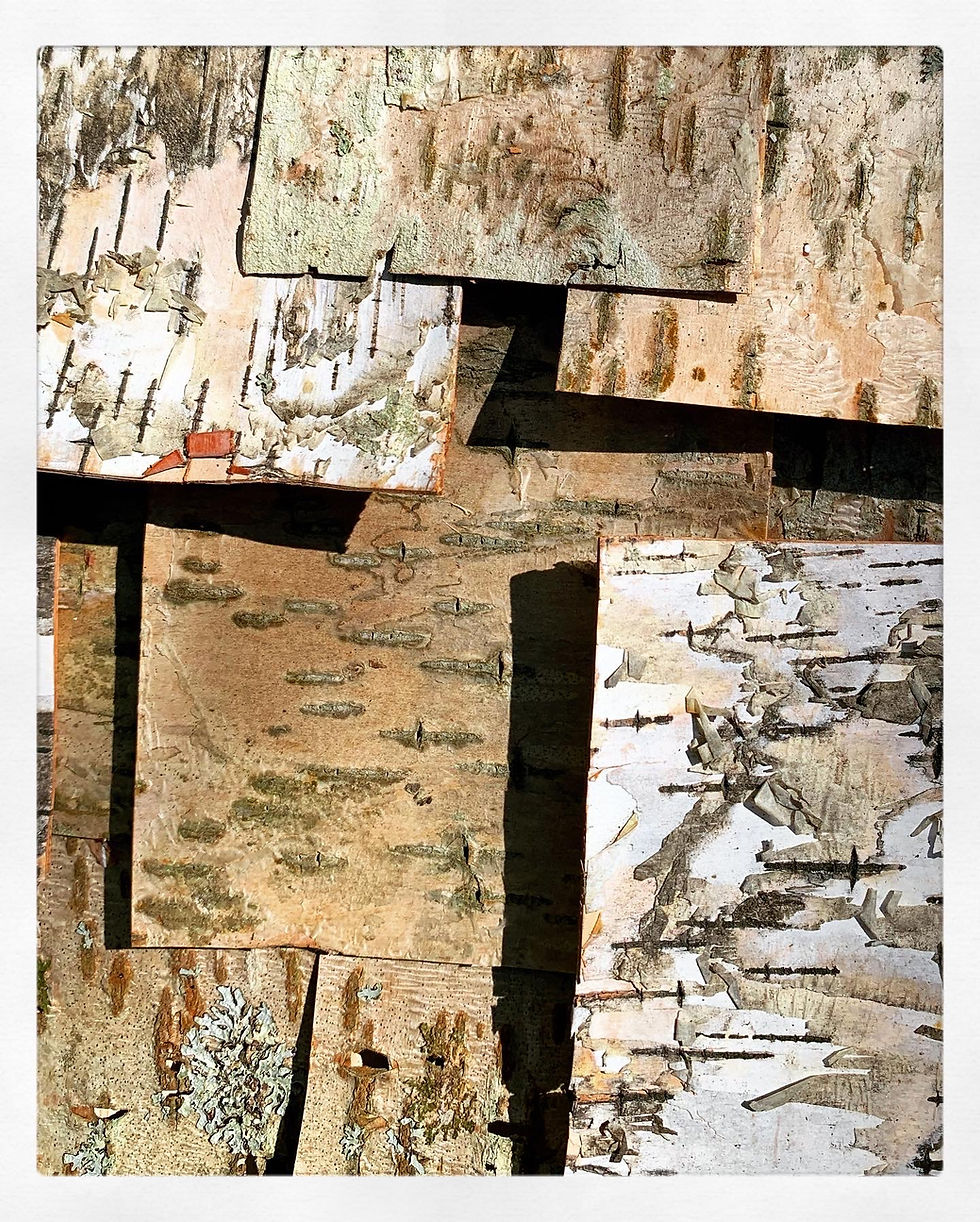 Thumbnail: botanical birch postcards (early fall series) - 3 & 4 packs