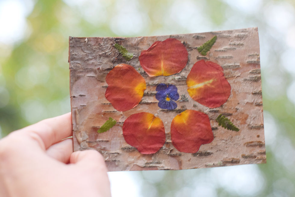 Thumbnail: botanical birch post cards - pack of 3 (packs listed in order shown, 1-4)