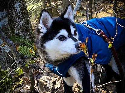 Apollo Sniffing the Flowers