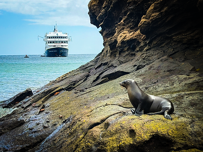 Sea Lion with National Geographic Ship in the Galapagos