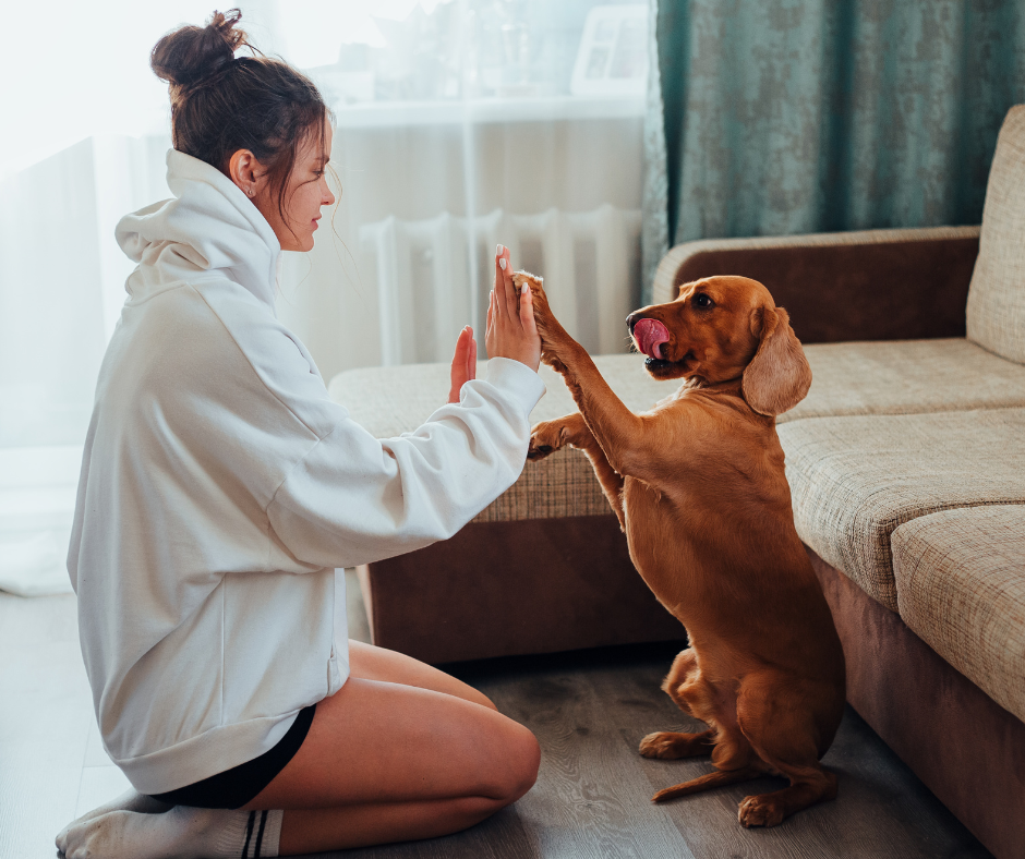Cachorro interagindo com a babá de animais