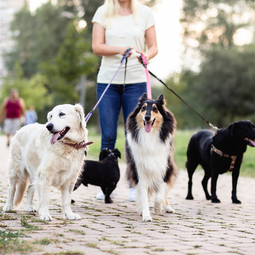 Passeio que faz bem para os bichinhos.