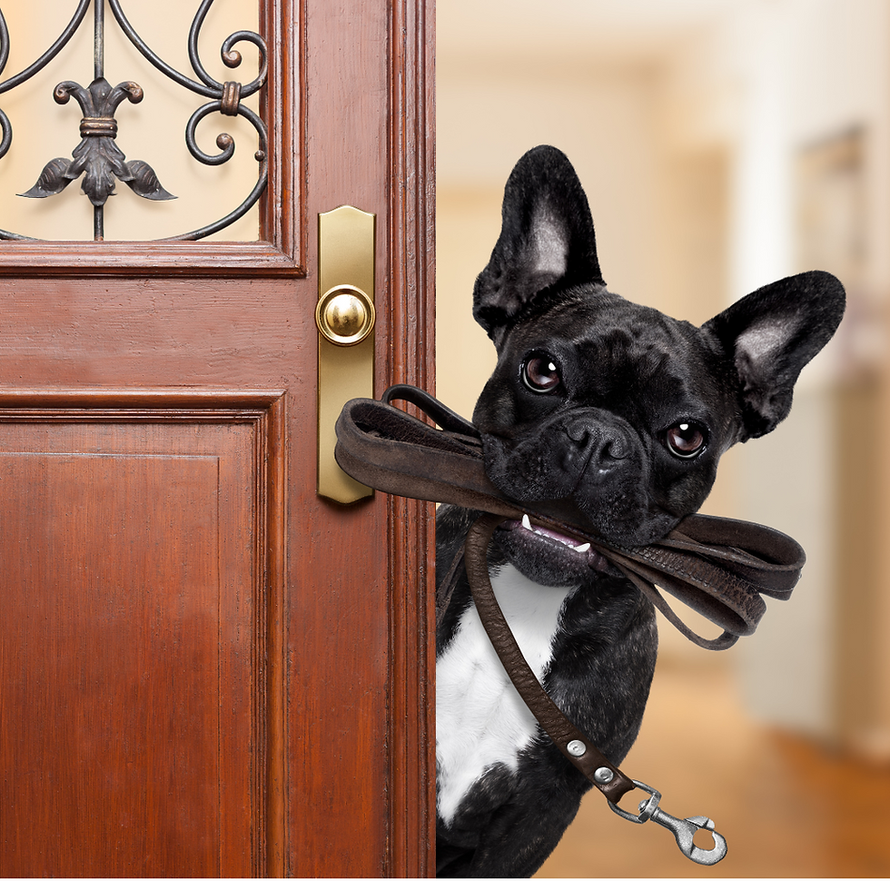 Os cães amam passear.