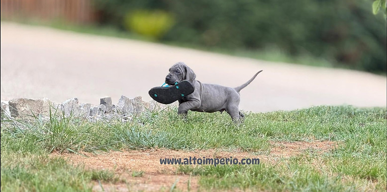 cachorro Dogo Alemán