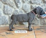 cachorro dogo