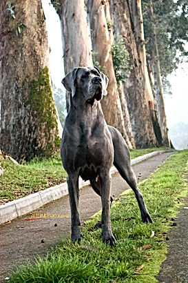Dogo Alemán Azul :: Alto Imperio Kennel