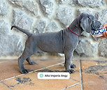 puppy great dane
