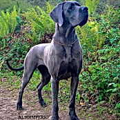 Dogo Alemán Azul :: Alto Imperio Kennel