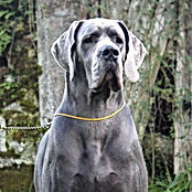 Dogo Alemán Azul :: Alto Imperio Kennel