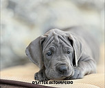 cachorro dogo alemán blue