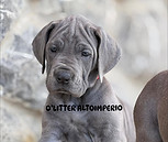dogo alemán azul