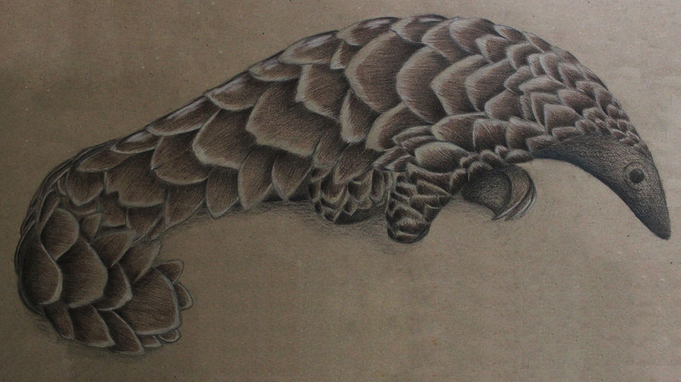 Pangolin