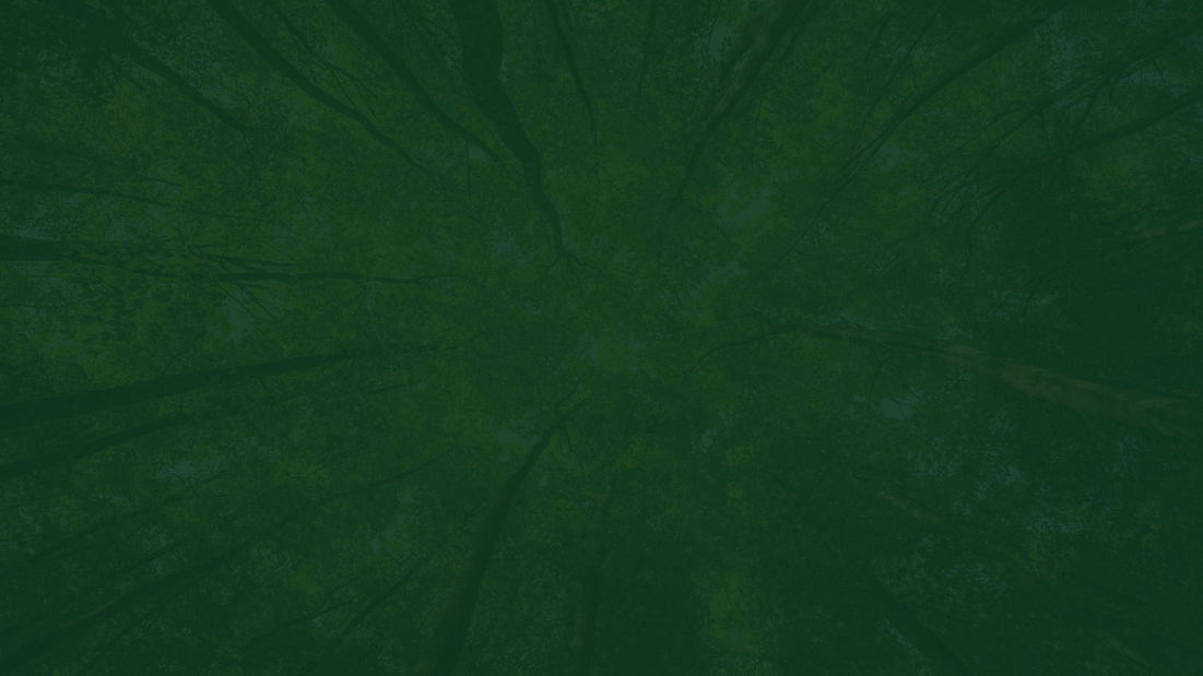 tree 3.jpg