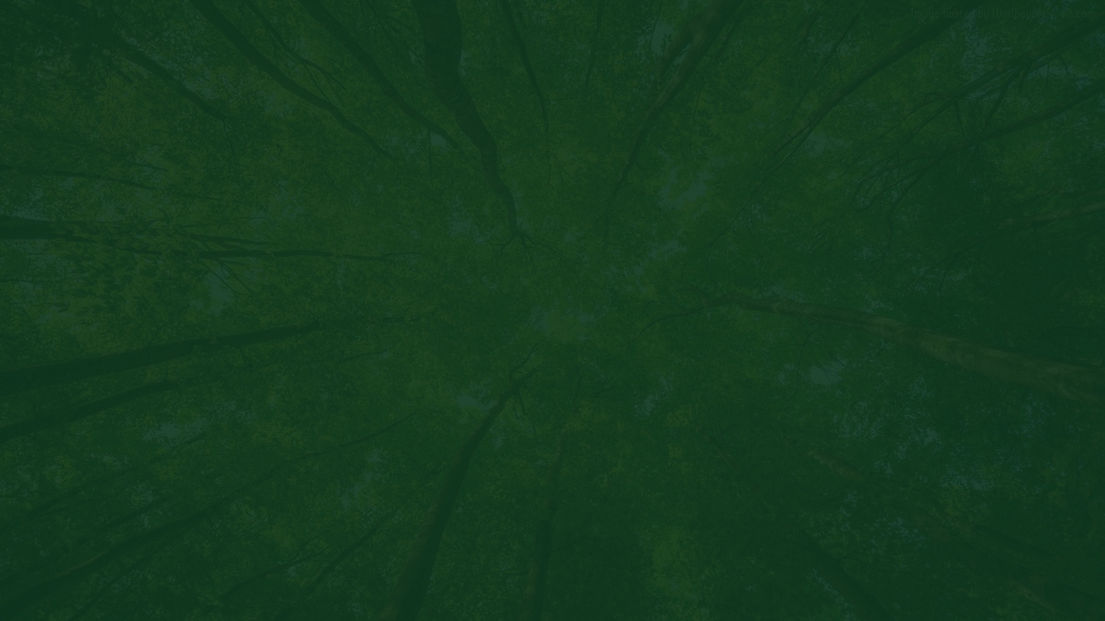 tree 3.jpg