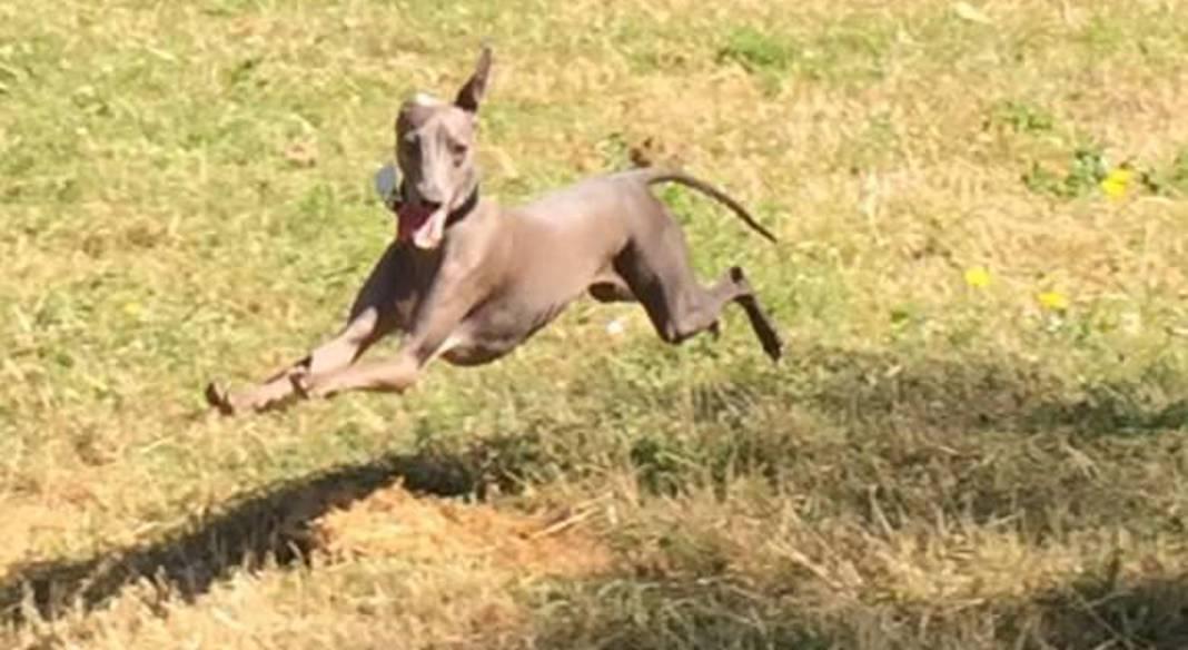 holybrooks dog walking