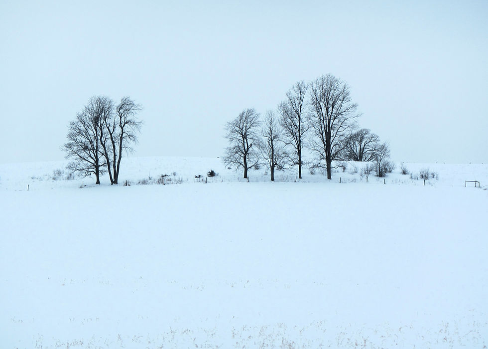 Winter trees in field